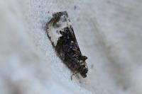 Hedya nubiferana