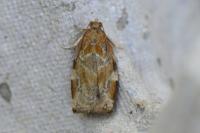 Archips xylosteana