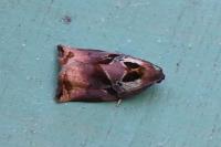Archips podana