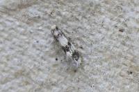 Lichenotinea pustulatella