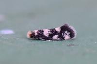 Lichenotinea pustulatella