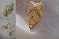 Clepsis consimilana