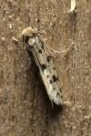Eumasia parietariella