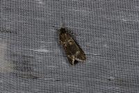 Diurnea fagella