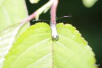 Adela reaumurella