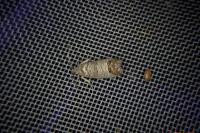 Cydia pomonella