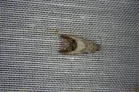 Cydia splendana