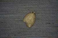 Acleris forsskaleana