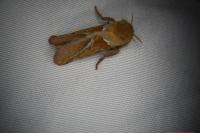 Triodia sylvina