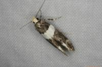 Recurvaria leucatella