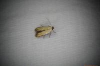 Mesophleps silacella