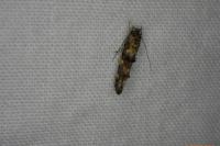 Mompha miscella
