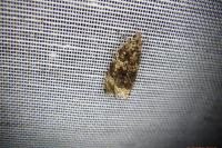 Celypha lacunana