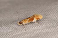 Epicallima formosella