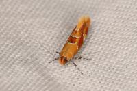 Epicallima formosella