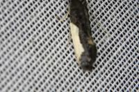Monopis monachella