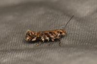Aristotelia decoratella