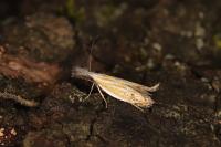 Holoscolia huebneri