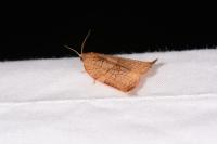 Archips podana