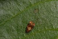 Ditula angustiorana