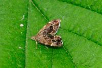 Anthophila fabriciana
