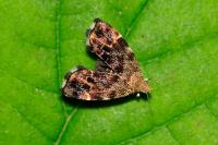 Anthophila fabriciana