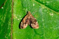 Anthophila fabriciana