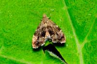 Anthophila fabriciana