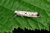 Yponomeuta plumbella