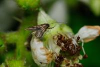 Schreckensteinia festaliella