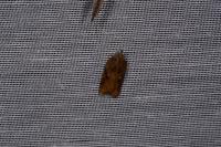 Acleris