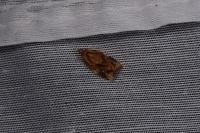 Ditula angustiorana