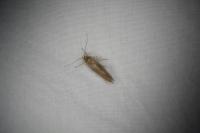 Crassa unitella