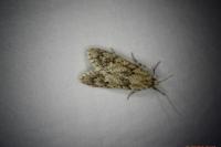 Diurnea fagella