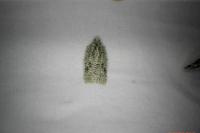 Acleris literana