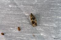 Cydia fagiglandana