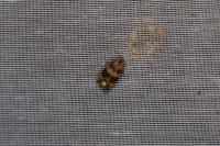 Celypha