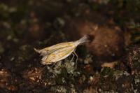 Holoscolia huebneri