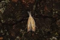Holoscolia huebneri