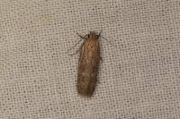 Platyedra subcinerea