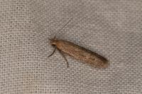 Platyedra subcinerea