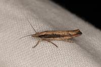 Ypsolopha ustella