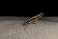 Ypsolopha ustella