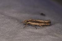 Ypsolopha ustella