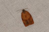 Cacoecimorpha pronubana