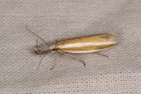 Pleurota aristella