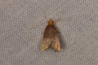 Eurodachtha pallicornella
