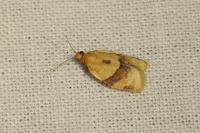 Clepsis consimilana