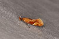Epicallima formosella