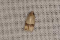 Odites kollarella